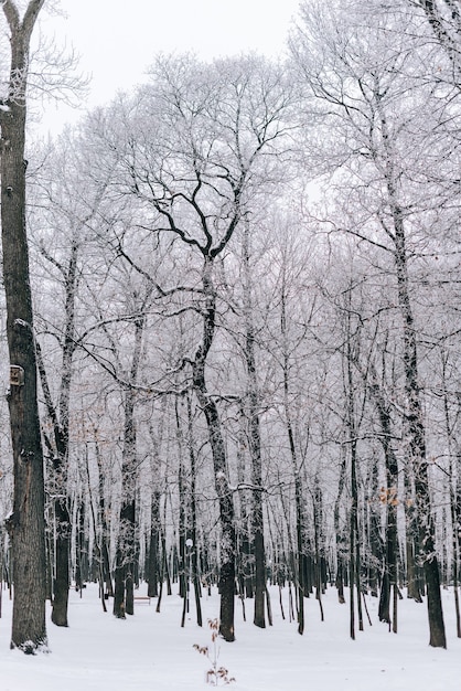 Winter landscape with beautiful trees covered with snow and frost in cloudy weather