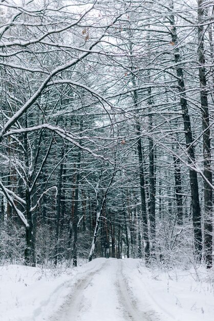 흐린 날씨에 눈과 서리로 덮여 아름다운 나무와 겨울 풍경