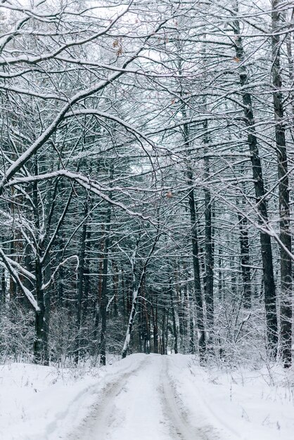 Winter landscape with beautiful trees covered with snow and frost in cloudy weather