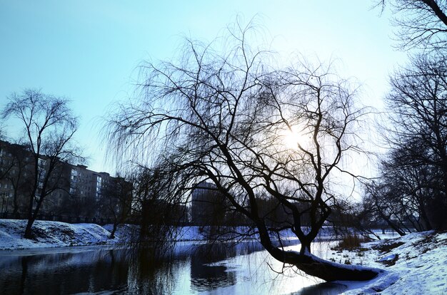 Winter landscape with a big tree by the river