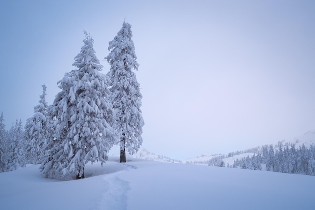 コピー スペースのある冬の風景 山の谷の雪に覆われたモミの木 雪の中の小道 霞のある曇った景色