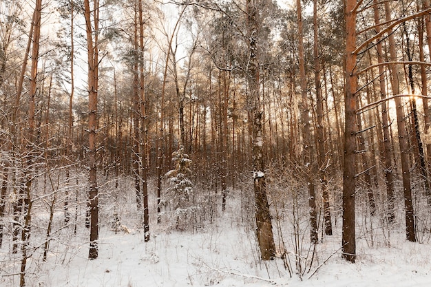 Winter landscape with different types of trees covered with white snow and frost in the winter season, a frosty day after a snowfall