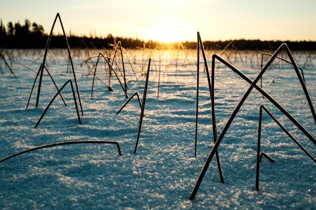 Winter landscape with dry frozen bush