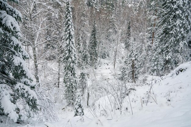 写真 雪の下の麗な木々の冬の風景