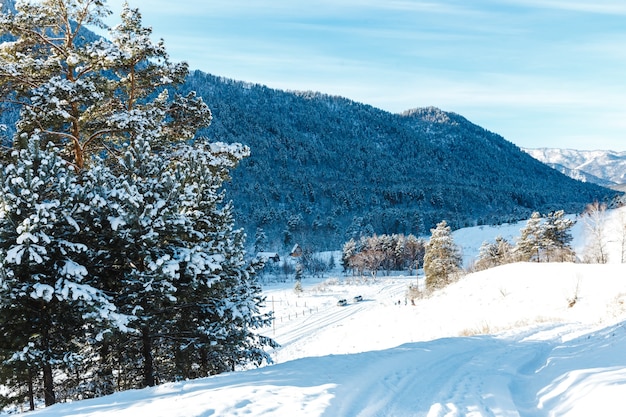 Winter landscape with firs and mountains