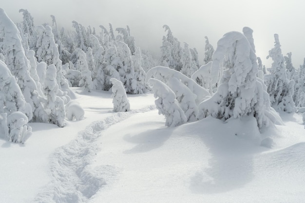 눈과 크리스마스 트리에 보도가 있는 겨울 풍경