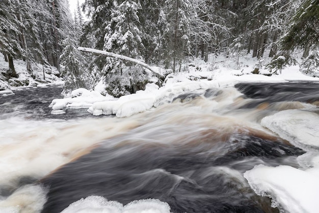 Winter landscape with forest river. Valley of waterfalls. Snow-covered fir trees on the river bank. A submerged log in the river. Iyoki river, Republic of Karelia, Russia