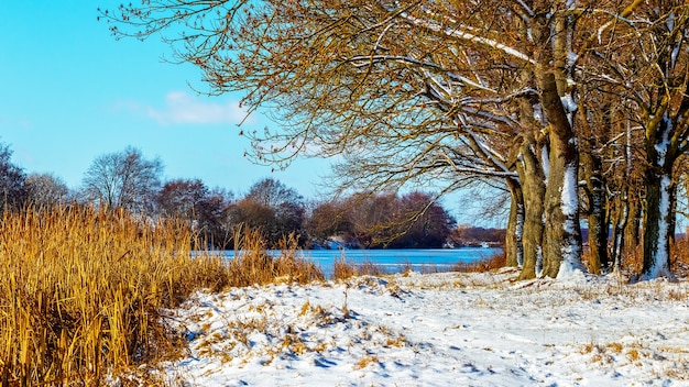 Winter landscape with forest on the shore river on a sunny day