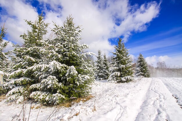 森の木々と雪に覆われたフィールドのある冬の風景。