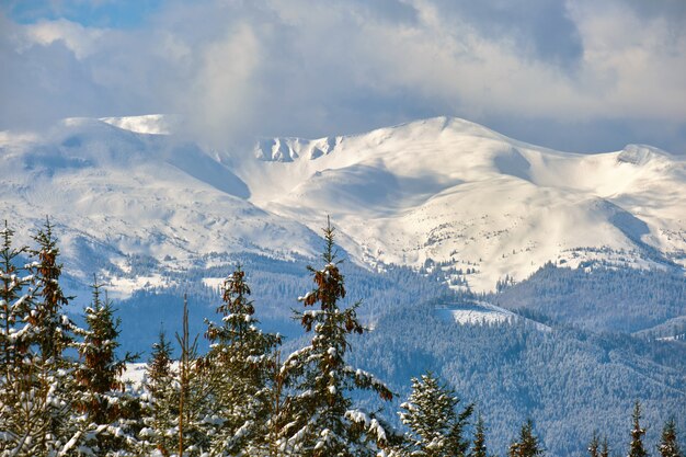 Winter landscape with high mountain hills covered with evergreen pine forest after heavy snowfall on cold wintry day.