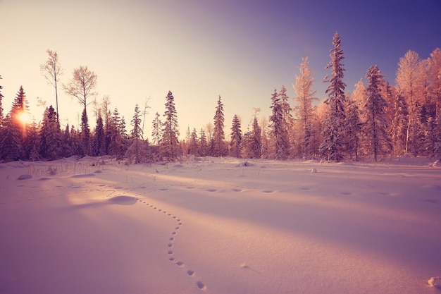 winter landscape with a horizon, field and sky