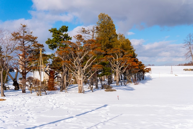 自然の風景のある冬の風景