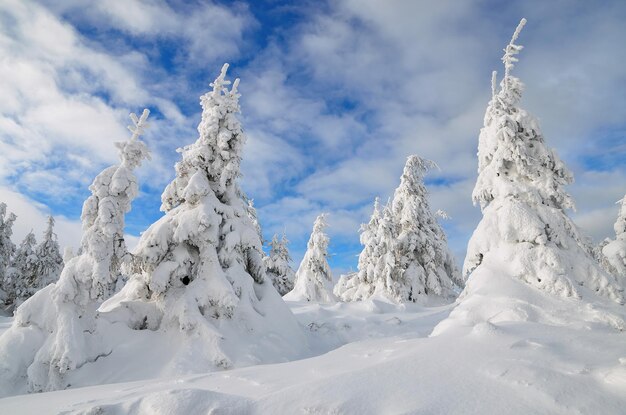 雪の下で松林と冬の風景