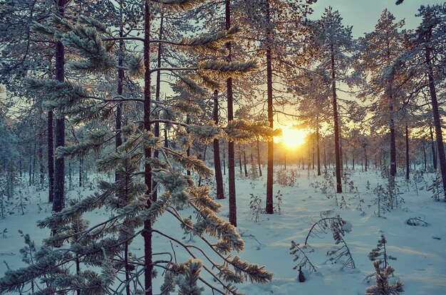 Winter landscape with the pine forest and sunset