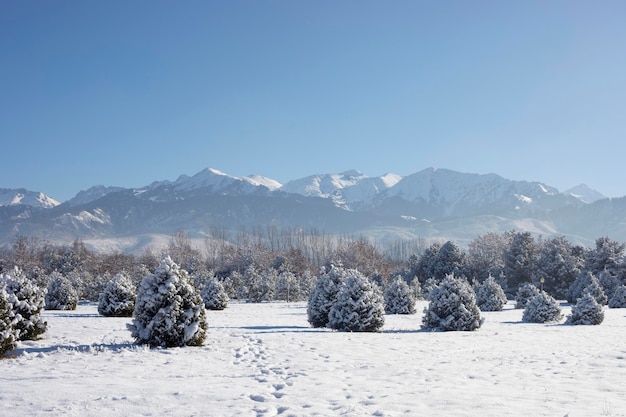 カザフスタン・アルマトイの松と山のある冬景色