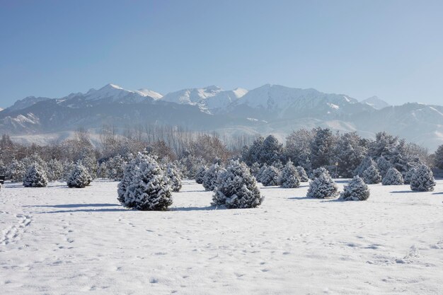 Winter landscape with pines and mountains in Kazakhstan Almaty