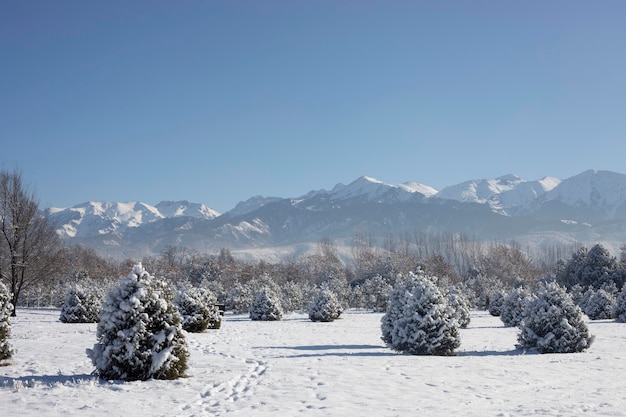 Winter landscape with pines and mountains in Kazakhstan Almaty