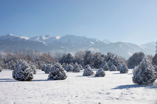 카자흐스탄 알마티의 소나무와 산이 있는 겨울 풍경
