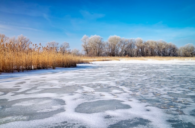 Winter landscape with reeds, trees, and frozen river