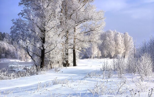 Winter landscape with a river, snow-covered trees and fluffy snowdrifts