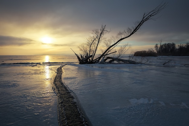 Winter landscape with snag on the frozen lake near the shore