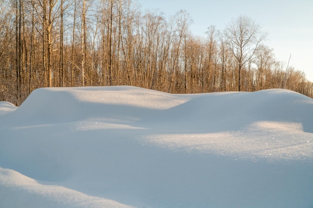 写真 雪と木々のある冬の風景。冬の自然の風景