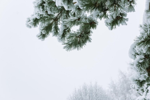 Winter landscape with snow and christmas trees. Merry christmas and happy new year greeting background. .