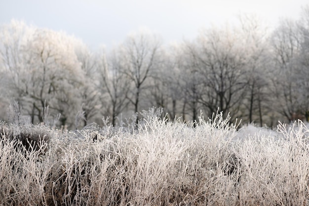 降雪の下でぼやけた背景に雪に覆われた乾燥植物のある冬の風景。