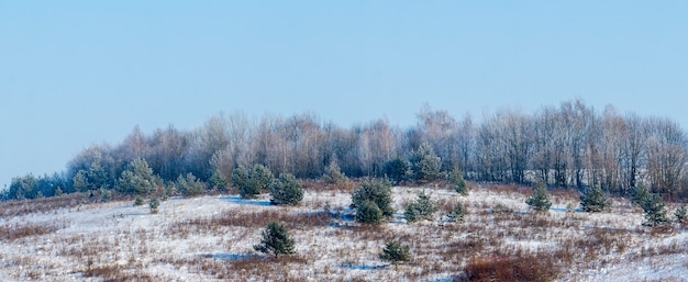 Winter landscape with snow-covered spruces in the winter forest in sunny weather, panorama