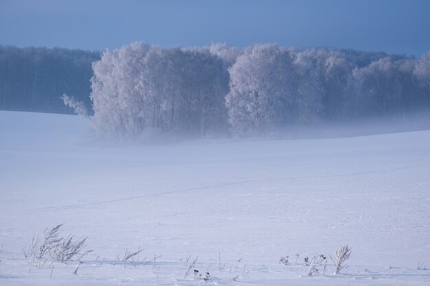 晴れた日に霧の中で雪に覆われた木々と冬の風景