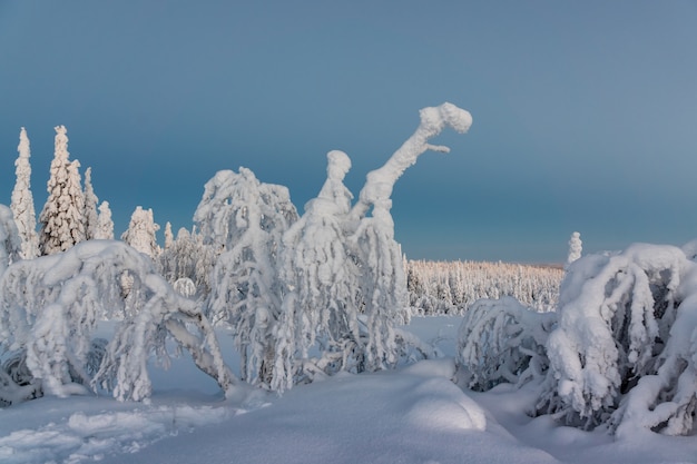 雪と冬の風景は冬の森の木に覆われています。