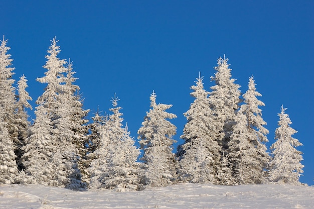 Carpathians 산에 눈이 겨울 풍경