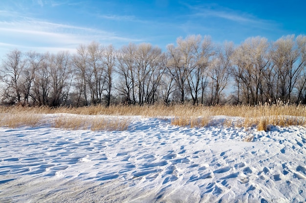 Winter landscape with snow, trees and blue sky