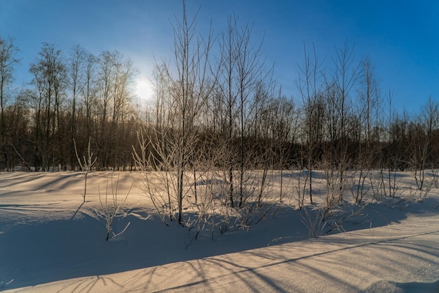 Winter landscape with snow and trees. Natural landscape in winter