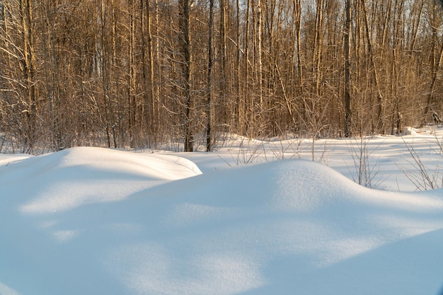 雪と木々のある冬の風景。冬の自然の風景