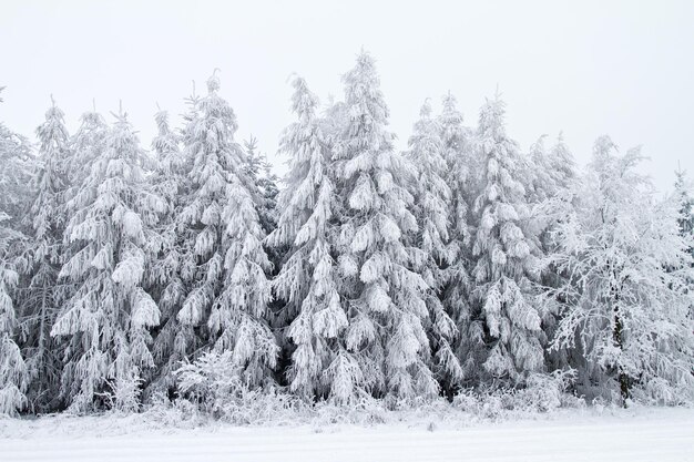 Зимний пейзаж со снегом и деревьями