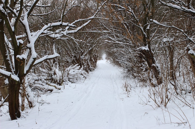 雪のある冬の風景