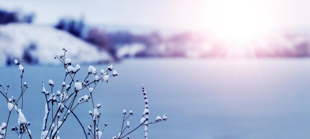 日没時に晴れた日に川岸に雪に覆われた乾燥植物のある冬の風景