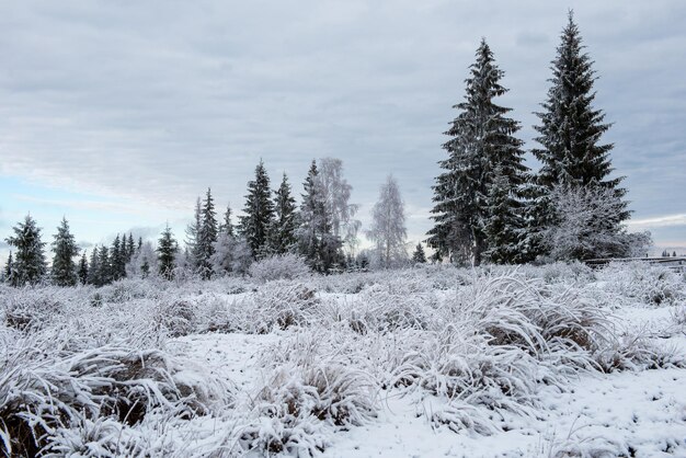 Winter landscape with snowcovered pine and fir trees Christmas concept