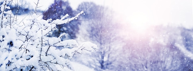 Winter landscape with snowcovered tree branches during a snowfall