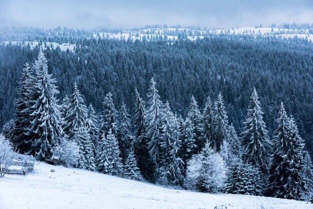 Winter landscape with snowy fir trees and forest Christmas concept