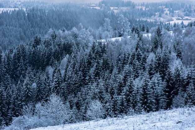 Winter landscape with snowy fir trees and forest Christmas concept