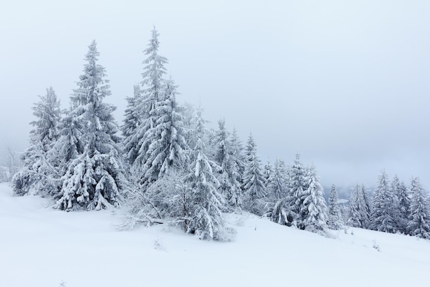 Winter landscape with snowy fir trees