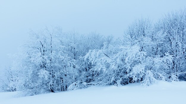 Winter landscape with snowy fir trees