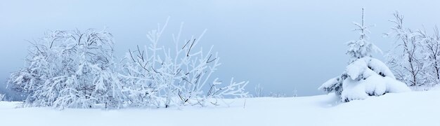 Winter landscape with snowy fir trees