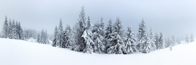 雪に覆われたモミの木と冬の風景