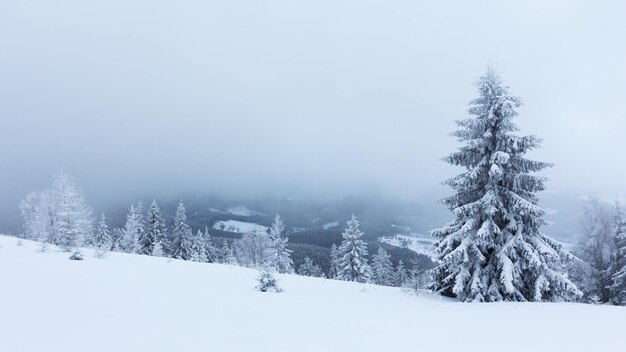 Paesaggio invernale con abeti innevati