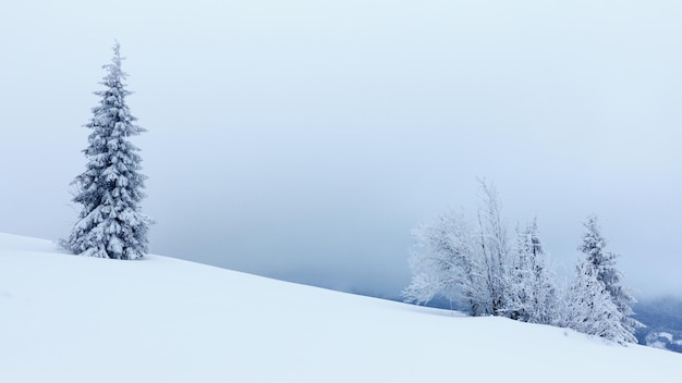 Winter landscape with snowy fir trees