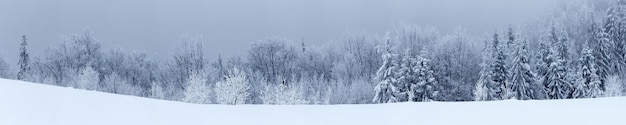 Winter landscape with snowy fir trees