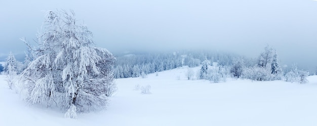 雪に覆われたモミの木と冬の風景